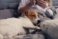 犬が安心できる『飼…の画像