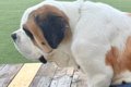 お友だちと一緒に遊…の画像