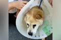 首輪の代わりにワイ…の画像