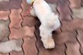 犬に『カップ麺の容…の画像