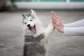 犬と飼い主における…の画像