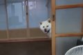 【秋田犬】プチプチ…の画像