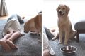 大型犬パピーに『死…の画像