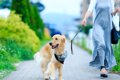 犬がお散歩中に誤飲…の画像