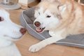 父犬に叱られた娘犬→…の画像