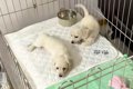 『2匹の赤ちゃん犬』…の画像