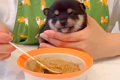 赤ちゃん犬に『初め…の画像