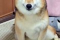 40分だけ、犬に『お…の画像