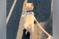 『置いていかないで……の画像