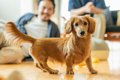 愛犬が飼い主の近く…の画像