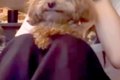犬にアニメを見せて…の画像