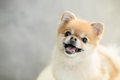 犬の『性格』を左右…の画像