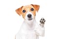 犬が『飼い主を呼ん…の画像