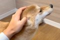 犬の頭を撫でている…の画像