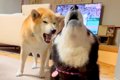 母犬にボールを奪わ…の画像