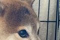 外から『太鼓の音』…の画像