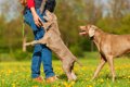 犬が他人に飛びつく…の画像