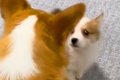 赤ちゃん犬と初めて…の画像