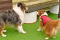 犬のオフ会で『年下…の画像