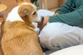 犬に興味がないおじ…の画像