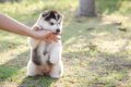 子犬の甘噛みを本気…の画像