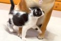 捨てられていた子猫…の画像