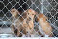 犬は何歳で避妊・去…の画像