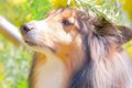 花畑で犬の写真を撮…の画像