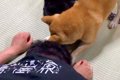 猫にイタズラしよう…の画像