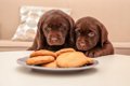 犬が飼い主の食べて…の画像