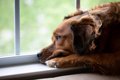 愛犬は大丈夫？飼い…の画像