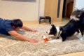 飼い主を『犬』だと…の画像