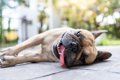 犬が夏に『食欲減退…の画像