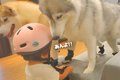 1歳の女の子と大型犬…の画像