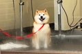 ペットホテルに預け…の画像