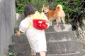 3歳の女の子と『犬の…の画像