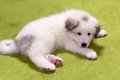 超大型犬の赤ちゃん…の画像