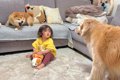 柴犬におもちゃを取…の画像
