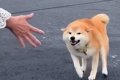 普段は素っ気ない犬…の画像