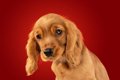 犬が苦手だと思う『…の画像