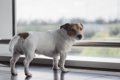 犬が『神経質な気持…の画像