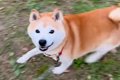 彼氏の犬と楽しく散…の画像