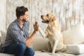 犬が飼い主に『理解…の画像