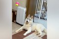 かっこいいハスキー…の画像