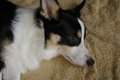 犬が『不満』を抱え…の画像