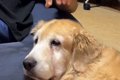 隣にいる大型犬の頭…の画像