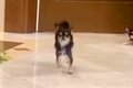 結婚式で犬たちが『…の画像