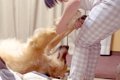 夜、大型犬を散歩に…の画像