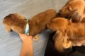 トリミングでイメチ…の画像