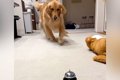 『パパ！見ててね！…の画像